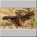 Anoplius viaticus - wegwespe-28.jpg